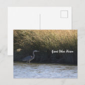 Great Blue Heron Postcard Postkarte (Vorne/Hinten)
