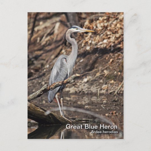 Great Blue Heron Postcard Postkarte (Vorderseite)