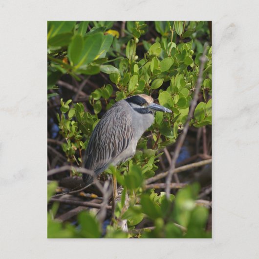 Great Blue Heron Postcard Postkarte (Vorderseite)