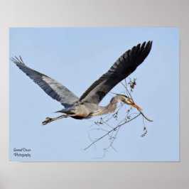 Great Blue Heron Poster