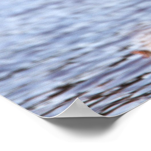 Great Blue Heron Poster (Ecke)