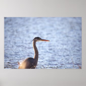 Great Blue Heron Poster (Vorne)