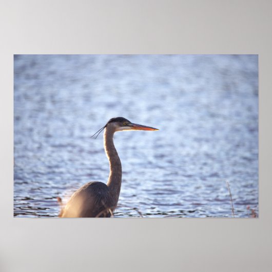 Great Blue Heron Poster (Vorne)