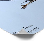 Great Blue Heron Poster (Ecke)