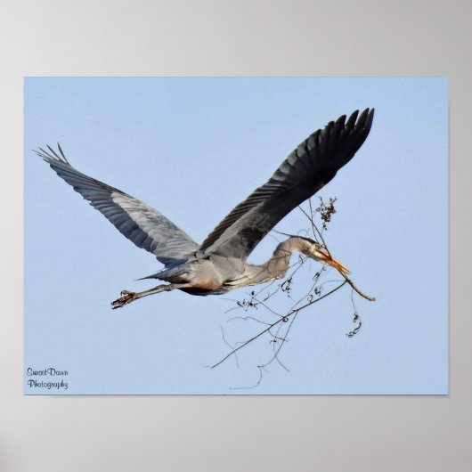 Great Blue Heron Poster (Vorne)