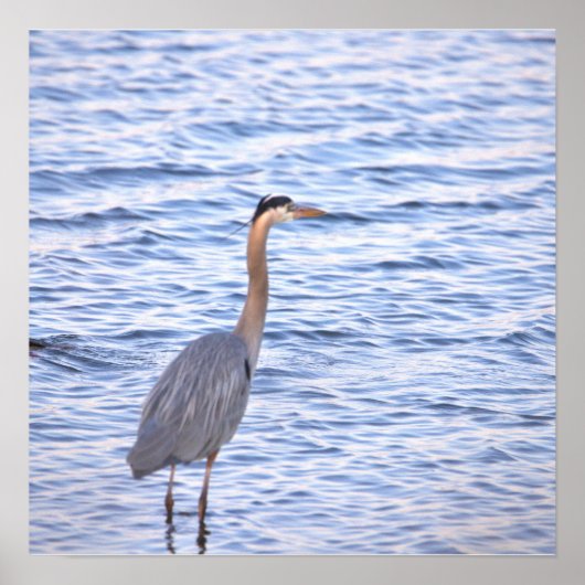 Great Blue Heron Poster (Vorne)