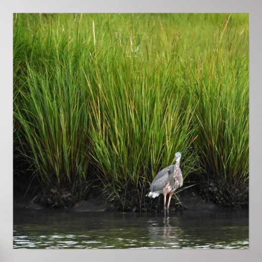 Great Blue Heron Poster (Vorne)