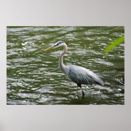 Great Blue Heron Poster (Vorne)
