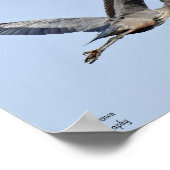 Great Blue Heron Poster (Ecke)