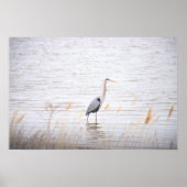 Great Blue Heron Poster (Vorne)