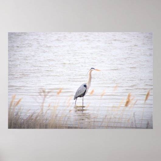 Great Blue Heron Poster (Vorne)