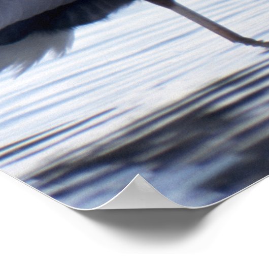 Great Blue Heron Poster (Ecke)