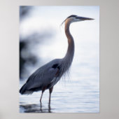 Great Blue Heron Poster (Vorne)