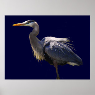 Great Blue Heron Poster