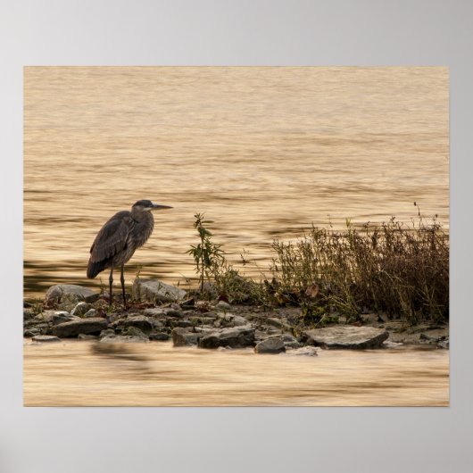 Great Blue Heron Poster (Vorne)