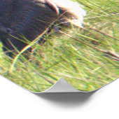 Great Blue Heron Poster (Ecke)