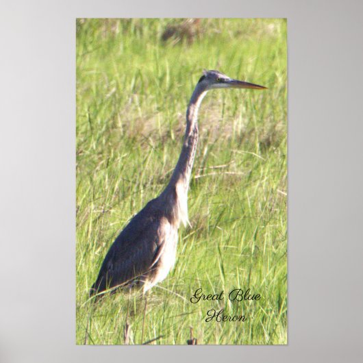 Great Blue Heron Poster (Vorne)