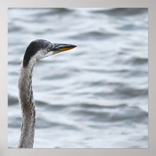 Great Blue Heron Poster (Vorne)