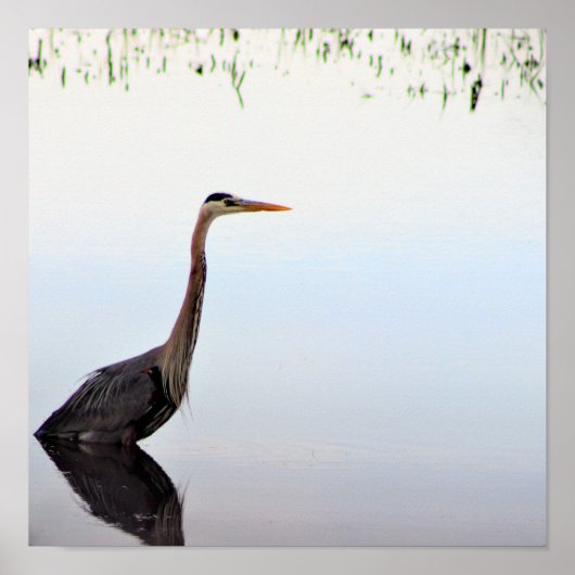 Great Blue Heron Poster (Vorne)