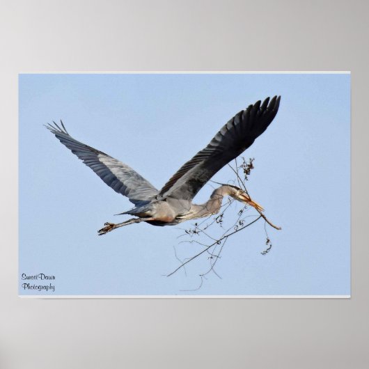 Great Blue Heron Poster (Vorne)