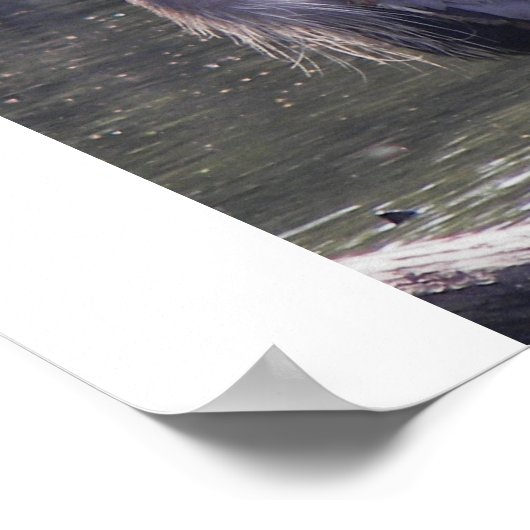 Great Blue Heron Poster (Ecke)