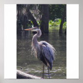 Great Blue Heron Poster (Vorne)