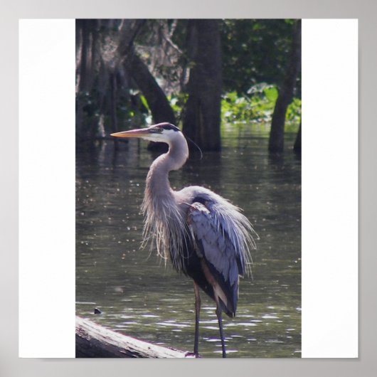 Great Blue Heron Poster (Vorne)