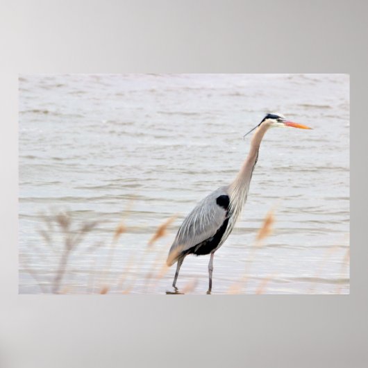 Great Blue Heron Poster (Vorne)