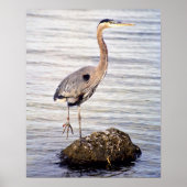 Great Blue Heron Poster (Vorne)