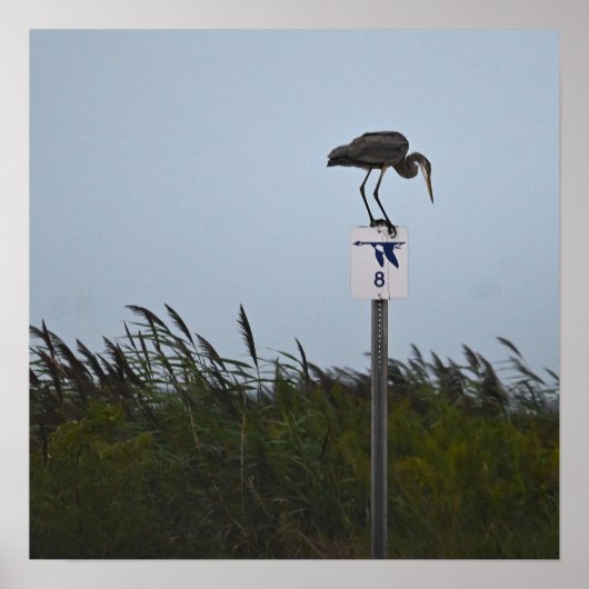 Great Blue Heron Poster (Vorne)