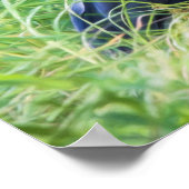 Great Blue Heron Poster (Ecke)