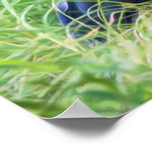 Great Blue Heron Poster (Ecke)