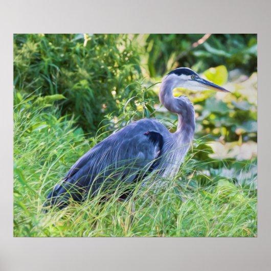 Great Blue Heron Poster (Vorne)