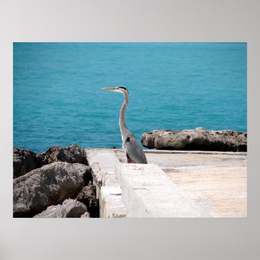 Great Blue Heron Poster (Vorne)