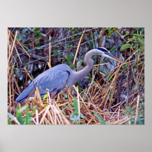 GREAT BLUE HERON POSTER (Vorne)