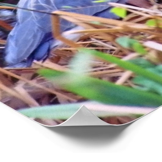 GREAT BLUE HERON POSTER (Ecke)