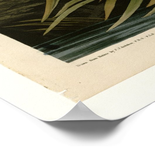 Great Blue Heron Poster (Ecke)