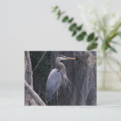 Great Blue Heron Postkarte (Stehend Vorderseite)
