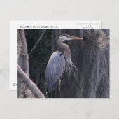 Great Blue Heron Postkarte (Vorne/Hinten)