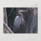 Great Blue Heron Postkarte (Vorderseite)
