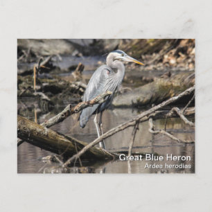 Great Blue Heron Postkarte