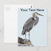 Great Blue Heron Postkarte (Vorne/Hinten)