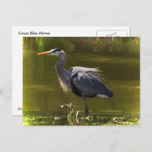 Great Blue Heron Postkarte (Vorne/Hinten)