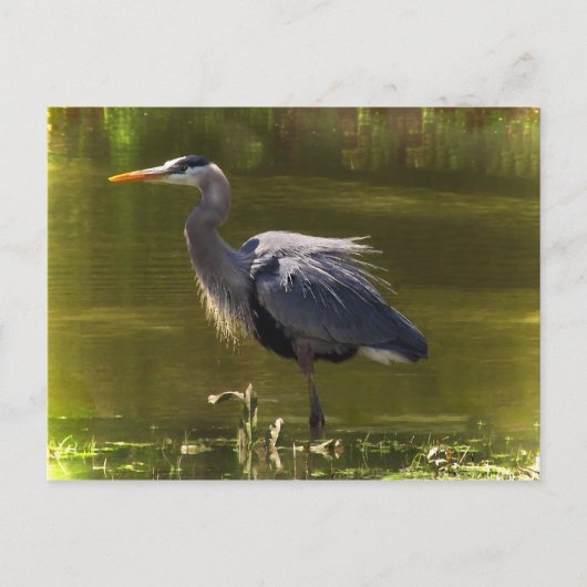 Great Blue Heron Postkarte (Vorderseite)