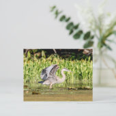Great Blue Heron Postkarte (Stehend Vorderseite)