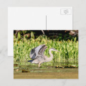Great Blue Heron Postkarte (Vorne/Hinten)