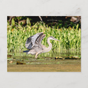 Great Blue Heron Postkarte