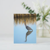 Great Blue Heron Postkarte (Stehend Vorderseite)