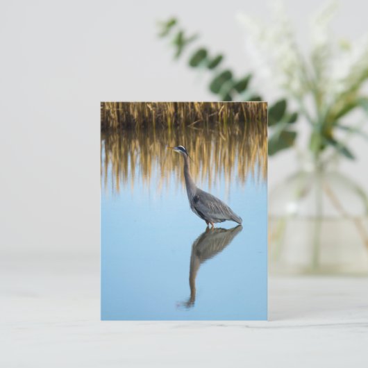 Great Blue Heron Postkarte (Stehend Vorderseite)