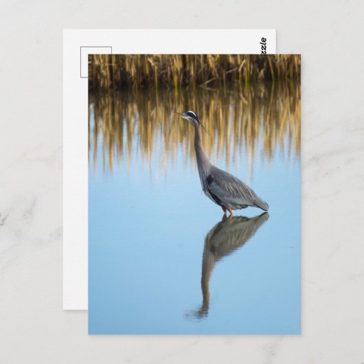Great Blue Heron Postkarte (Vorne/Hinten)